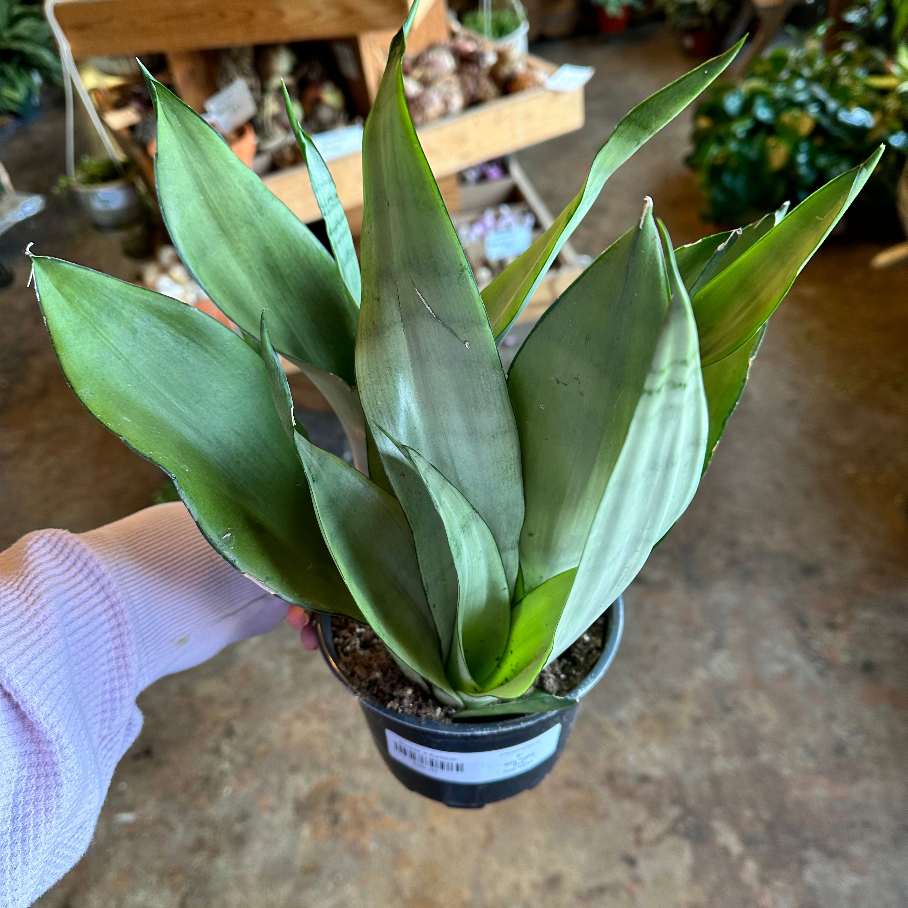 sansevieria trifasciata moonshine Sansevieria trifasciata Moonshine 6" Live Houseplant