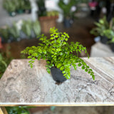 asplenium parvati fern (mother fern)