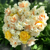 double narcissus mixture shop now at flower + furbishBulbs, garden, shipping