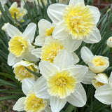 narcissus ice king