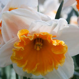 narcissus soestdijk shop now at flower + furbishBulbs, garden, shipping