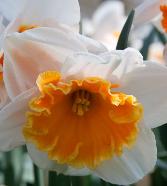 narcissus soestdijk shop now at flower + furbishBulbs, garden, shipping