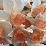 narcissus accent