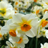 narcissus beautiful eyes (fragrant late bloom)