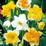 narcissus butterfly mixture