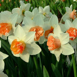 narcissus candy princess