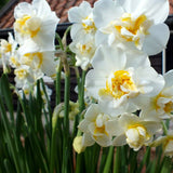 narcissus cheerfulness