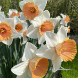 narcissus chromacolor