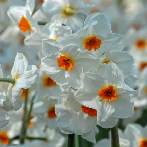 narcissus cragford shop now at flower + furbishBulbs, garden, shipping