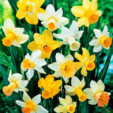 narcissus cyclamineus mixture
