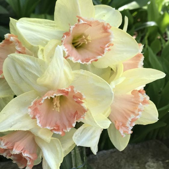 narcissus dialogs shop now at flower + furbishBulbs, garden, shipping