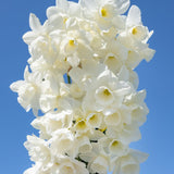 narcissus hunter morn