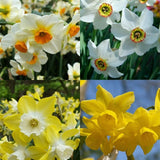 narcissus fragrant late blooms