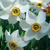 narcissus pheasant's eyes (fragrant late bloom)
