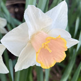 narcissus salome