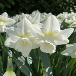 narcissus snowboard shop now at flower + furbishBulbs, garden, shipping