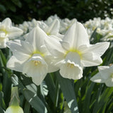 narcissus snowboard shop now at flower + furbishBulbs, garden, shipping