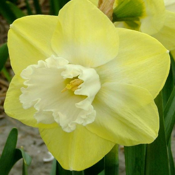 narcissus snow frills shop now at flower + furbishBulbs, garden, shipping