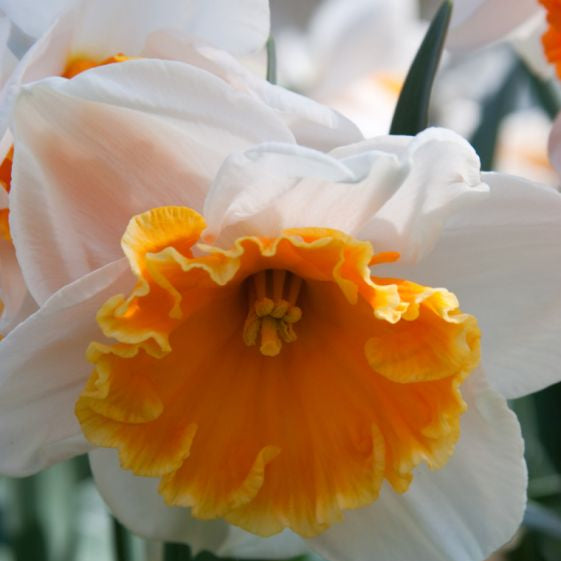 narcissus soestdijk shop now at flower + furbishBulbs, garden, shipping