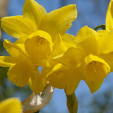narcissus sunlight sensation (fragrant late bloom)