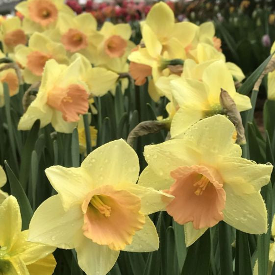 narcissus tom pouce shop now at flower + furbishBulbs, garden, shipping