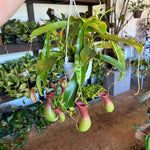 nepenthes (pitcher plant) hanging basket shop now at flower + furbishbright light, carnivorous plant, moist, Non toxic