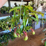 nepenthes (pitcher plant) hanging basket shop now at flower + furbishbright light, carnivorous plant, moist, Non toxic