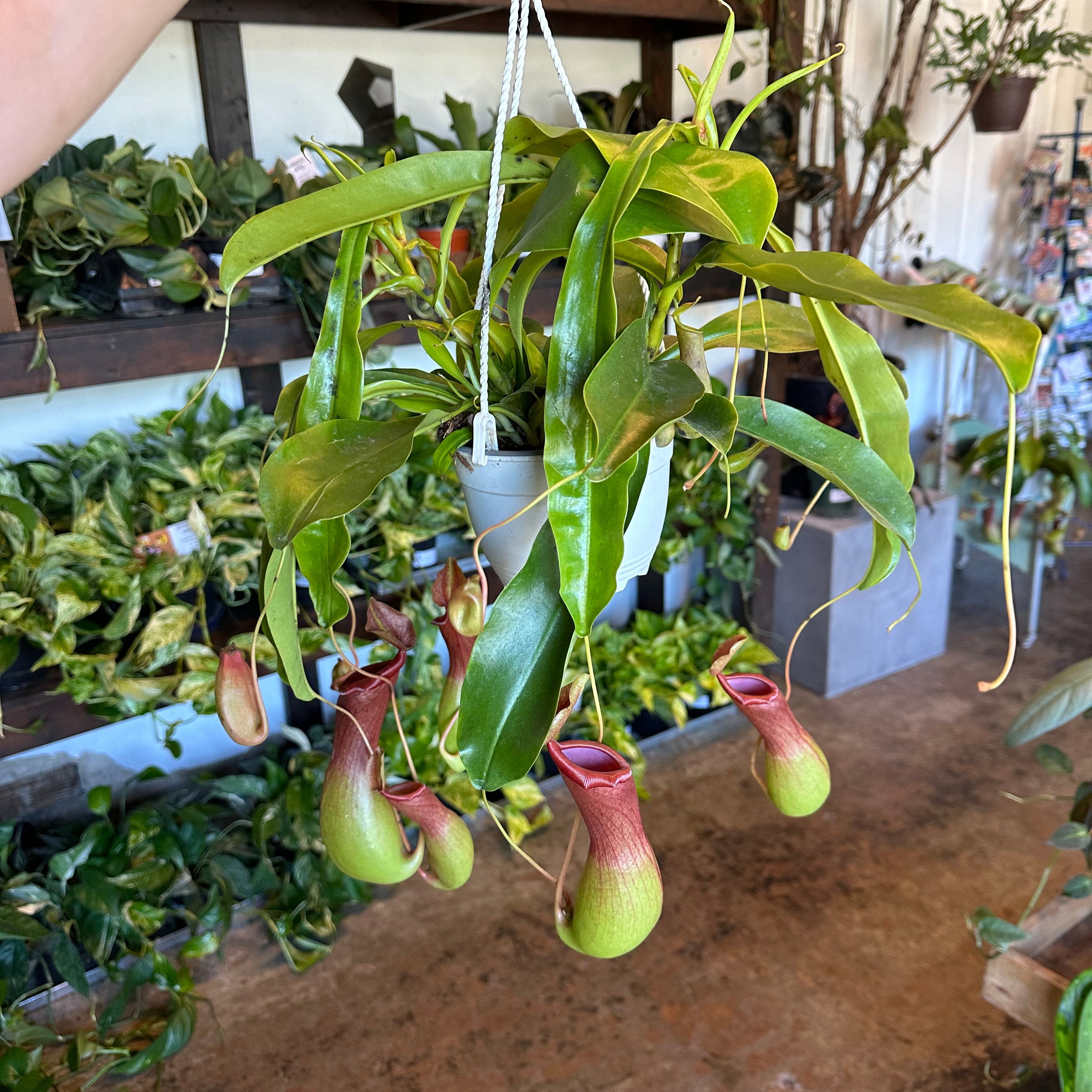 nepenthes (pitcher plant) hanging basket shop now at flower + furbishbright light, carnivorous plant, moist, Non toxic