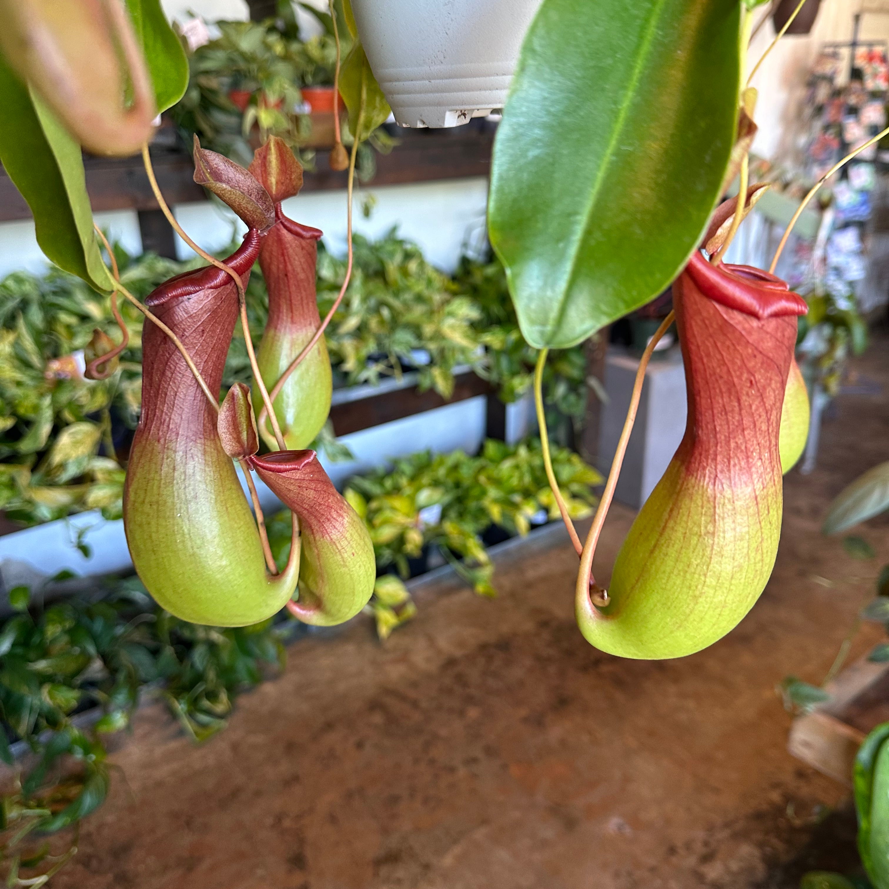 nepenthes (pitcher plant) hanging basket shop now at flower + furbishbright light, carnivorous plant, moist, Non toxic