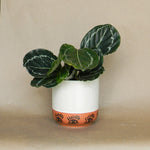 ojo pot shop now at flower + furbishshipping