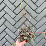 peperomia albovittata 'piccolo banda' (banded peperomia)