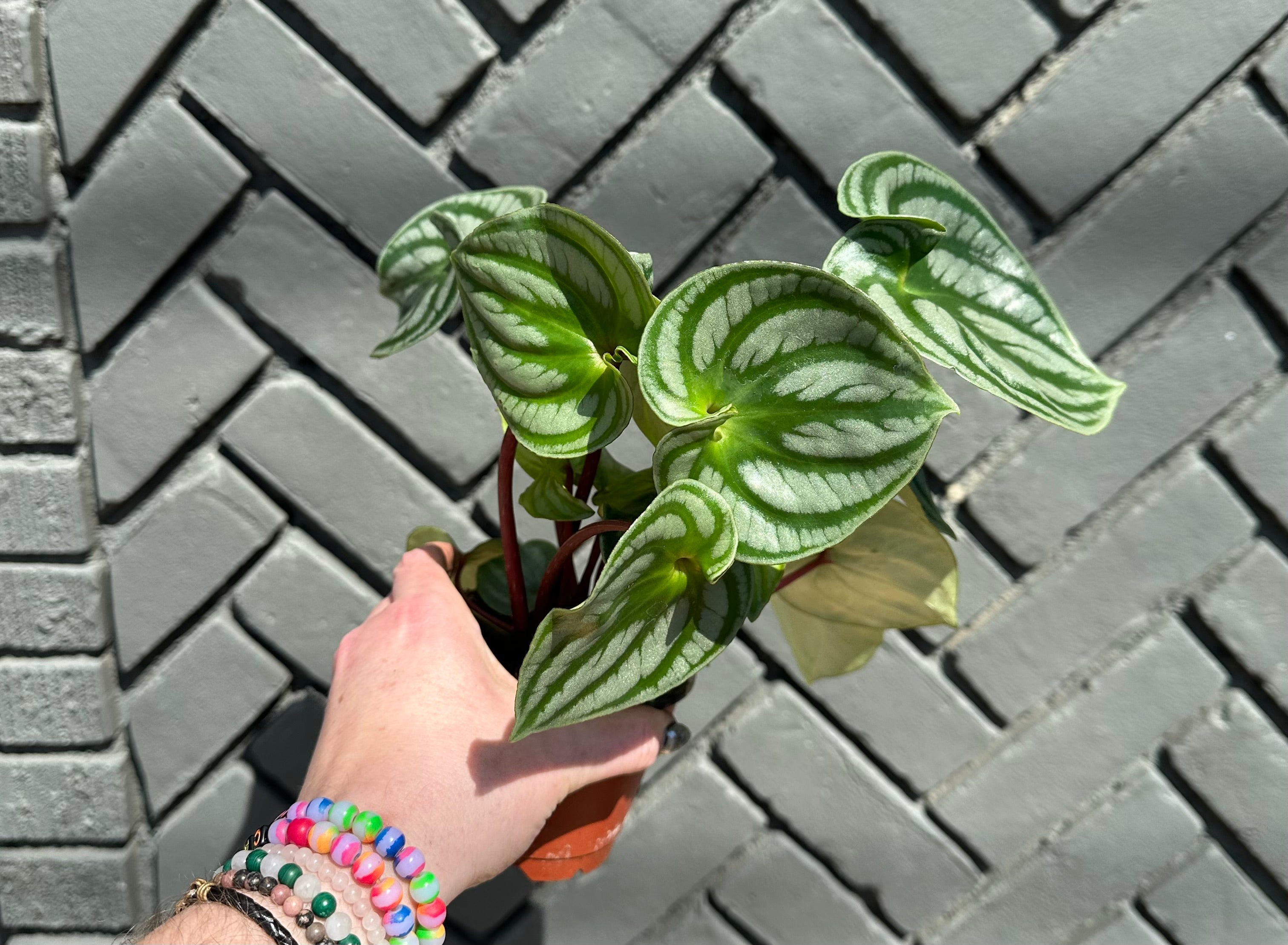 peperomia argyreia (watermelon peperomia) shop now at flower + furbishDry to moist, Medium bright indirect light, pet friendly