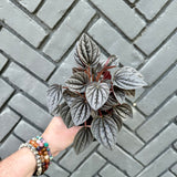 peperomia ripple caracas