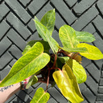 philodendron erubescens (painted lady) shop now at flower + furbishMedium bright indirect light, moist, toxic