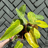 philodendron erubescens (painted lady) shop now at flower + furbishMedium bright indirect light, moist, toxic