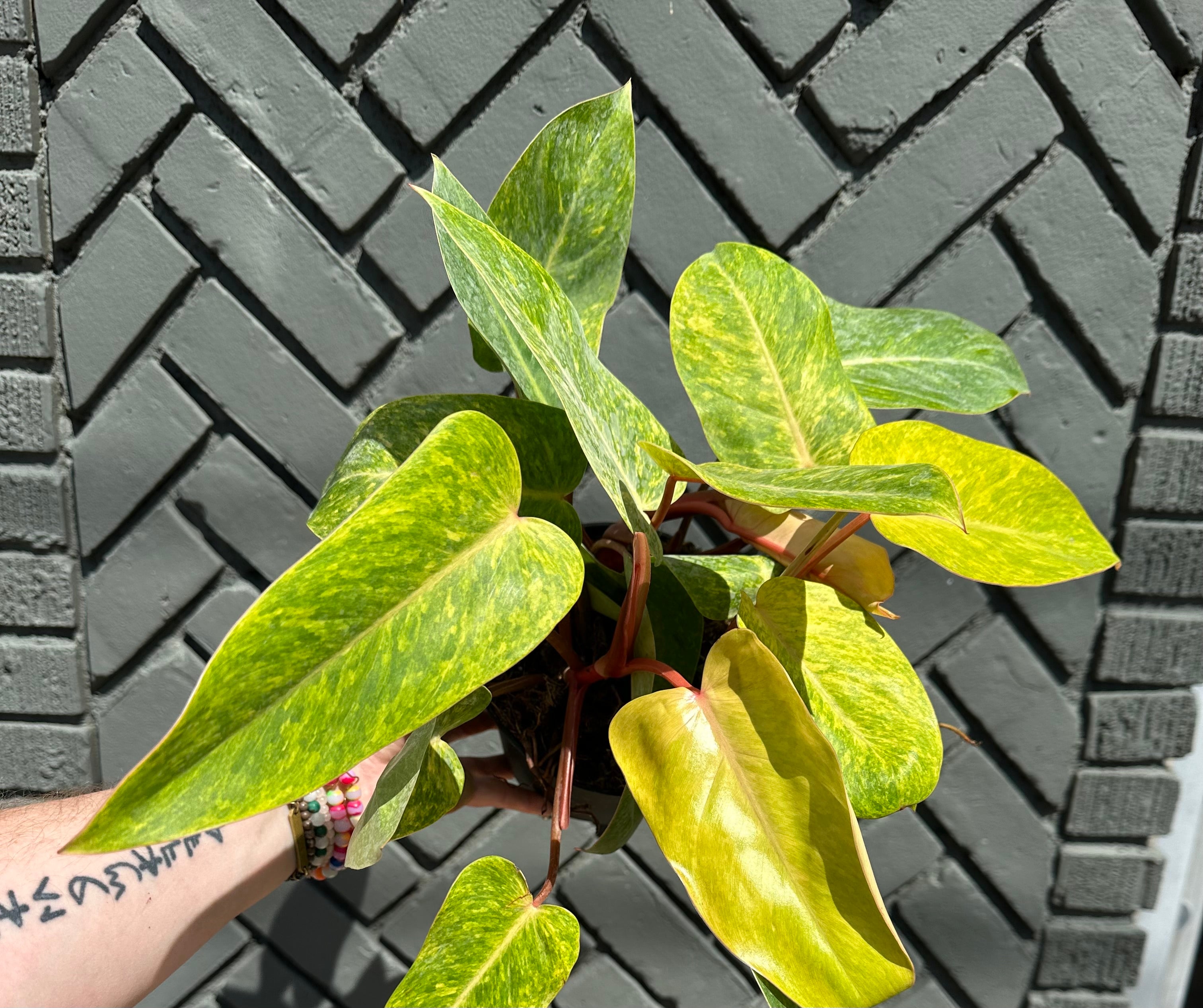 philodendron erubescens (painted lady) shop now at flower + furbishMedium bright indirect light, moist, toxic