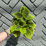 pilea mollis (moon valley pilea) shop now at flower + furbish6 inch, friendship plant, haning basket, Medium bright indirect light, moist, pet friendly, pilea