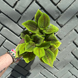 pilea mollis (moon valley pilea) shop now at flower + furbish6 inch, friendship plant, haning basket, Medium bright indirect light, moist, pet friendly, pilea