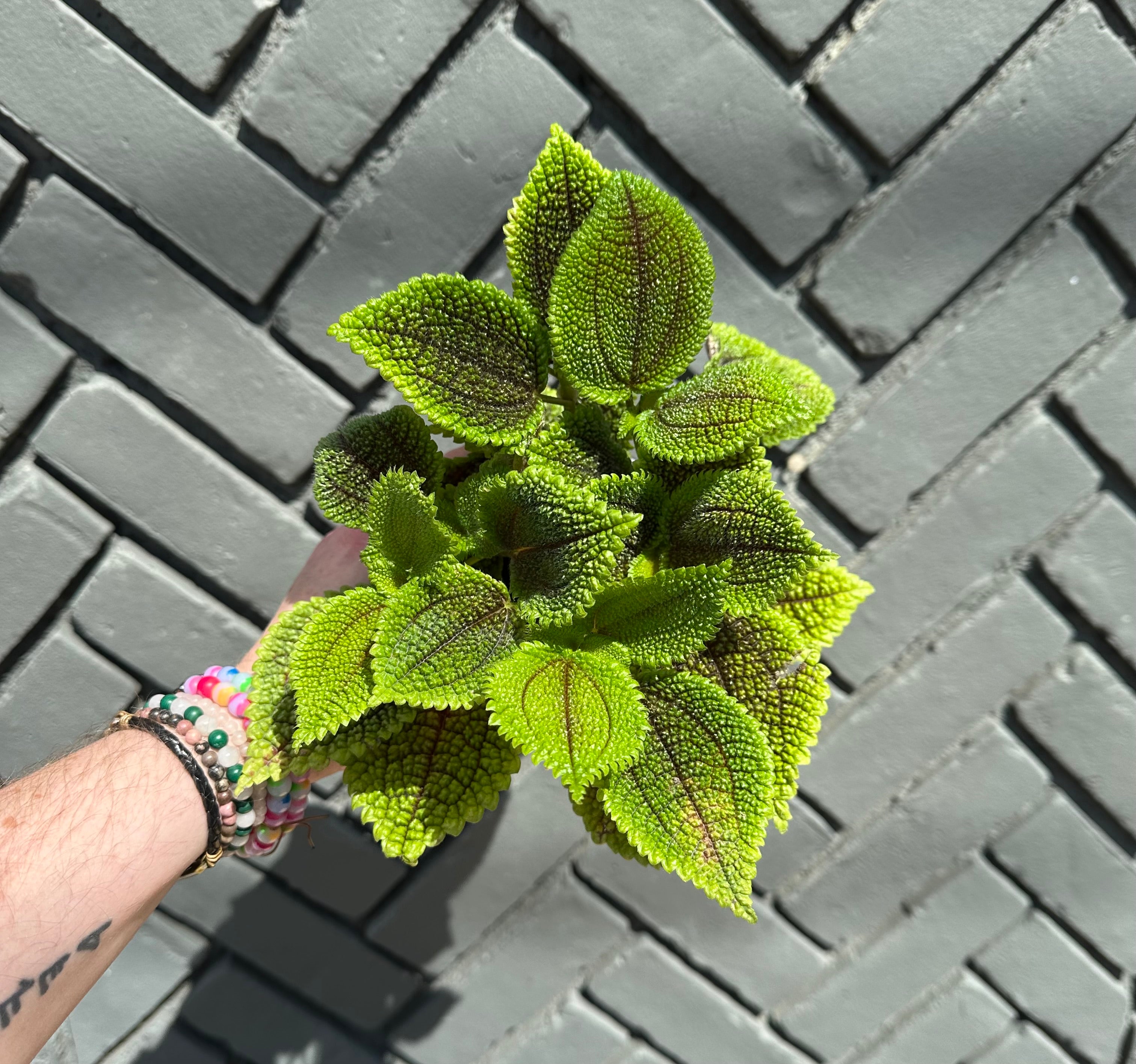 pilea mollis (moon valley pilea) shop now at flower + furbish6 inch, friendship plant, haning basket, Medium bright indirect light, moist, pet friendly, pilea