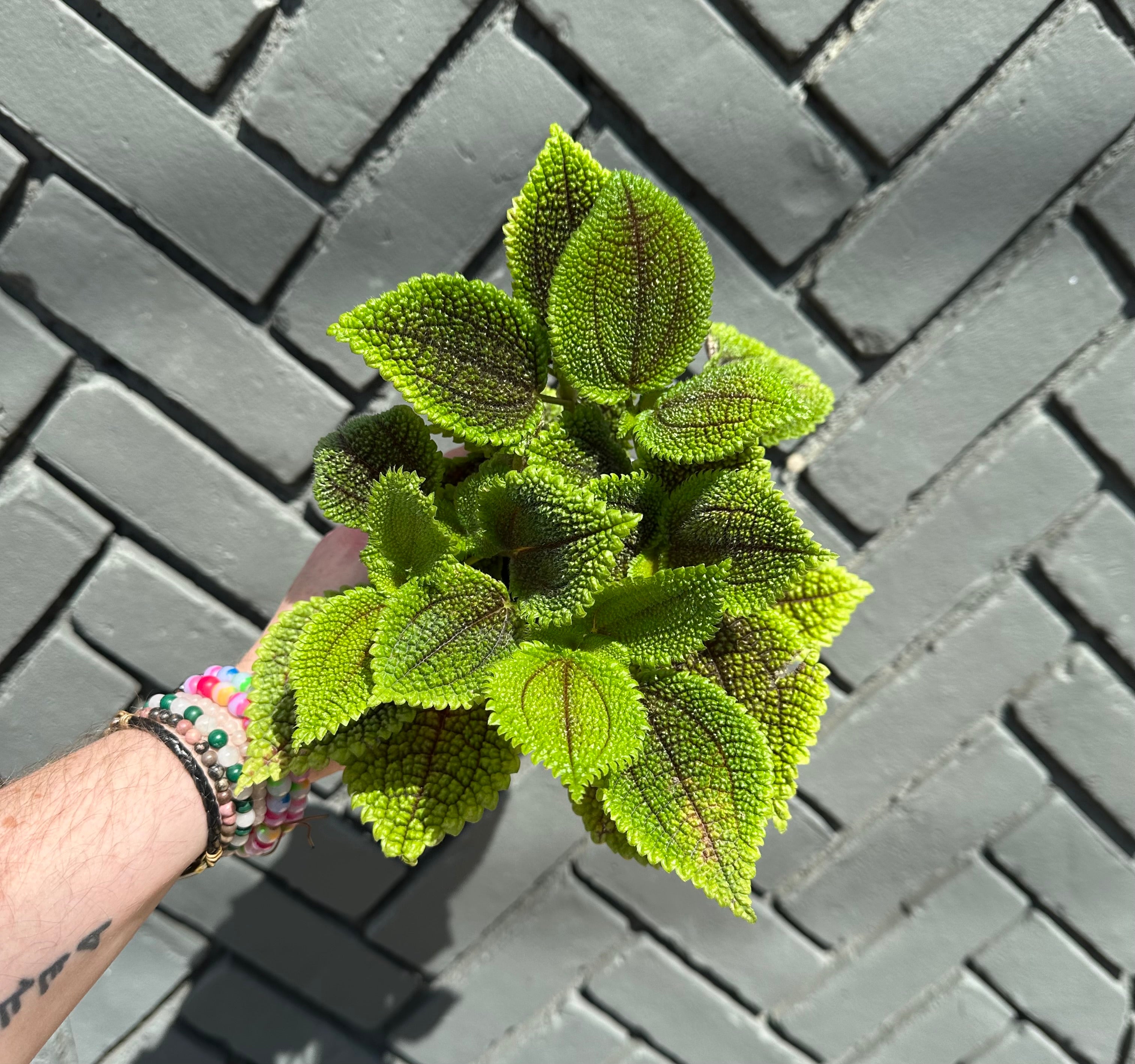 pilea mollis (moon valley pilea) shop now at flower + furbish6 inch, friendship plant, haning basket, Medium bright indirect light, moist, pet friendly, pilea