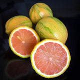 pink lemonade citrus bush