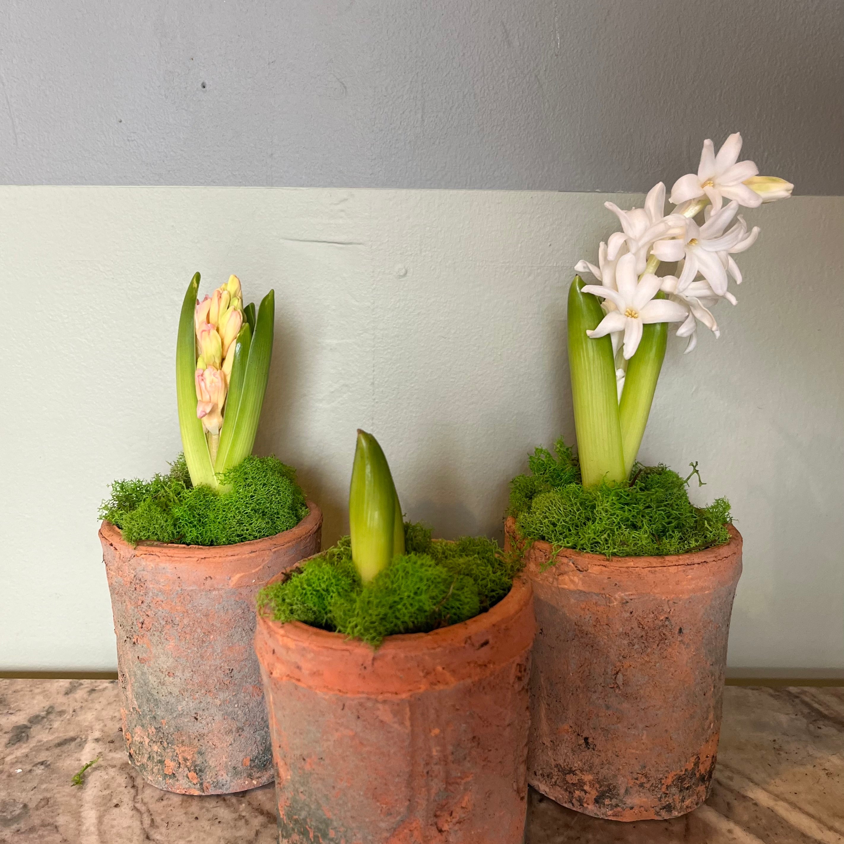 Hyacinth Hyacinth from flower + furbish Shop now at flower + furbish