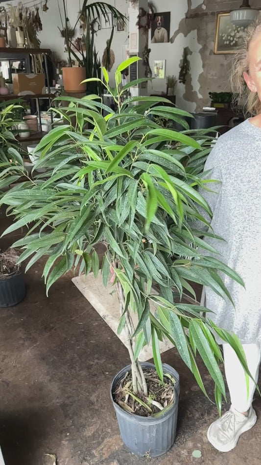 ficus alii braid