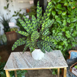 calathea lancifolia (rattlesnake plant)