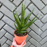 sansevieria indo hybrid