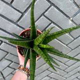 sansevieria indo hybrid