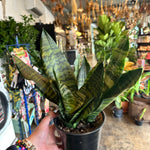 sansevieria robusta sansevieria from flower + furbish Shop now at flower + furbish