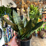 sansevieria robusta sansevieria from flower + furbish Shop now at flower + furbish