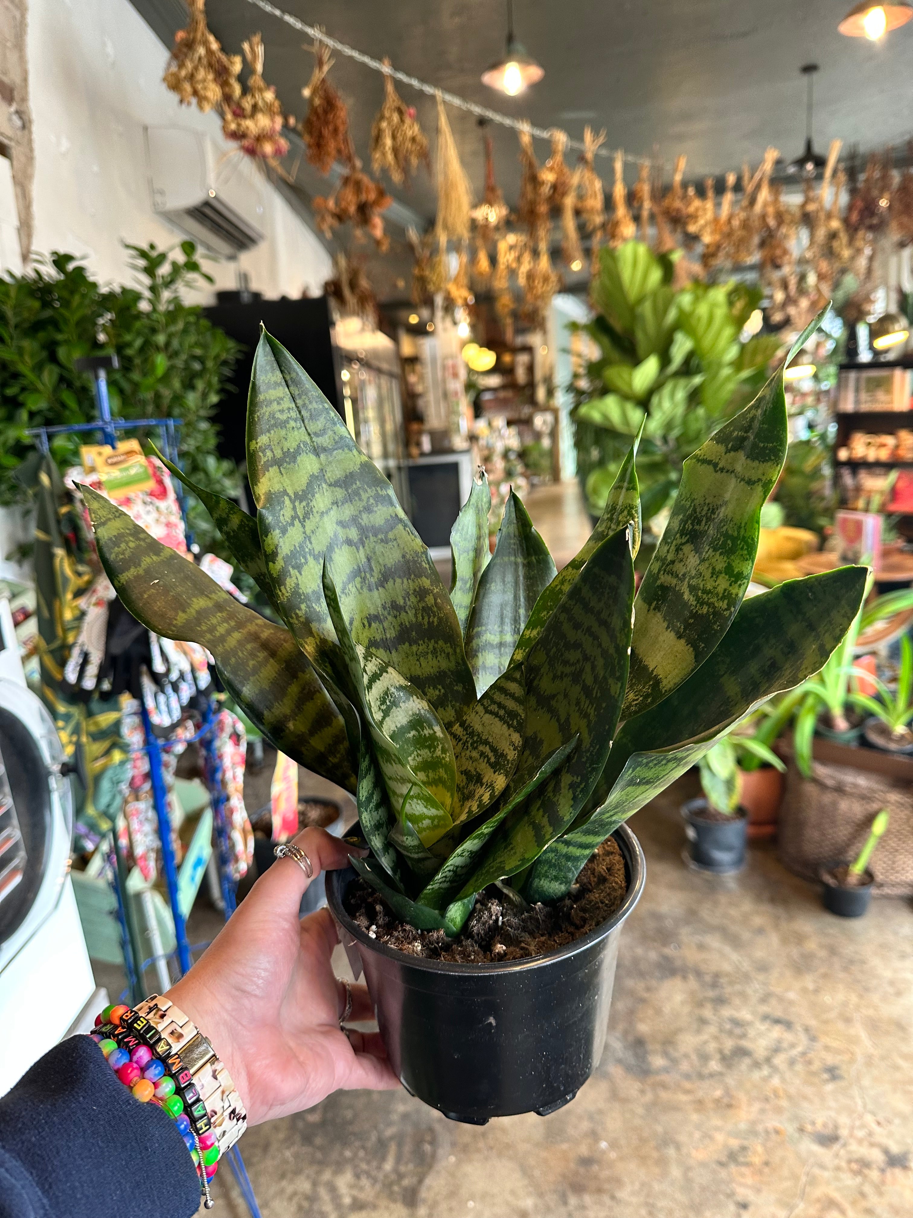 sansevieria robusta sansevieria from flower + furbish Shop now at flower + furbish
