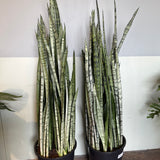 sansevieria spearmint sansevieria from flower + furbish Shop now at flower + furbish